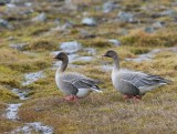 Kleine Rietganzen - Pink-footed Geese