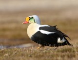 Koningseider - King Eider
