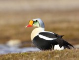 Koningseider - King Eider