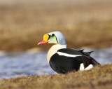 Koningseider - King Eider