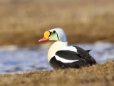 Koningseider - King Eider