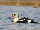 Koningseider - King Eider