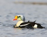 Koningseider - King Eider