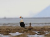 Koningseiders - King Eiders