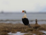 Koningseiders - King Eiders