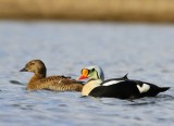 Koningseiders - King Eiders