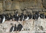 Kortbekzeekoeten - Brunnihs Murres