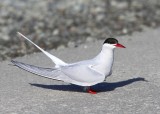 Noordse Stern - Arctic Tern