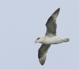 Noordse Stormvogel - Northern Fulmar