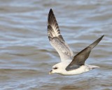 Noordse Stormvogel - Northern Fulmar