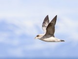 Noordse Stormvogel - Northern Fulmar