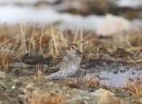 Paarse Strandloper - Purple Sandpiper