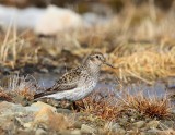 Paarse Strandloper - Purple Sandpiper