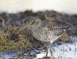 Paarse Strandloper - Purple Sandpiper