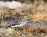 Paarse Strandloper - Purple Sandpiper