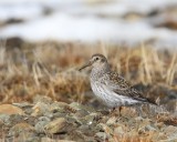 Paarse Strandloper - Purple Sandpiper