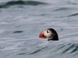 Papegaaiduiker - Atlantic Puffin