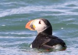 Papegaaiduiker - Atlantic Puffin