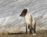 Poolvos - Polar Fox