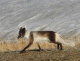 Poolvos - Polar Fox