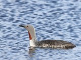 Roodkeelduiker - Red-throated Loon