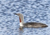Roodkeelduiker - Red-throated Loon