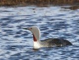 Roodkeelduiker - Red-throated Loon