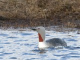 Roodkeelduiker - Red-throated Loon