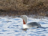 Roodkeelduiker - Red-throated Loon
