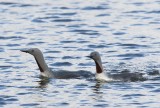 Roodkeelduikers - Red-throated Loons