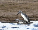 Roodkeelduikers - Red-throated Loons