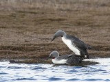 Roodkeelduikers - Red-throated Loons