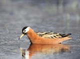 Rosse Franjepoot - Red Phalarope