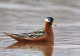Rosse Franjepoot - Red Phalarope