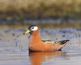 Rosse Franjepoot - Red Phalarope