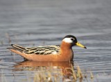 Rosse Franjepoot - Red Phalarope