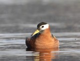 Rosse Franjepoot - Red Phalarope