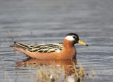 Rosse Franjepoot - Red Phalarope