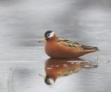 Rosse Franjepoot - Red Phalarope
