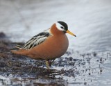 Rosse Franjepoot - Red Phalarope