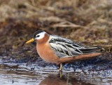 Rosse Franjepoot - Red Phalarope