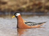 Rosse Franjepoot - Red Phalarope