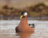 Rosse Franjepoot - Red Phalarope