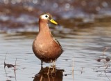 Rosse Franjepoot - Red Phalarope