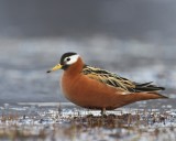 Rosse Franjepoot - Red Phalarope