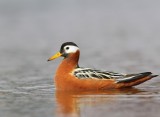 Rosse Franjepoot - Red Phalarope