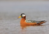 Rosse Franjepoot - Red Phalarope