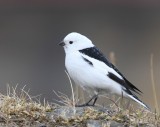 Sneeuwgors - Snow Bunting