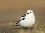 Sneeuwgors - Snow Bunting