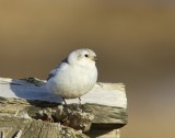 Sneeuwgors - Snow Bunting